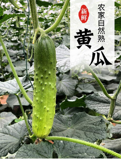 山東小黃瓜 新鮮現摘的健康之選，孕婦也適宜的夏季蔬果